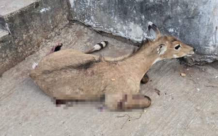 श्वानों ने किया नीलगाय के बच्चे को जख्मी उपचार कर वन विभाग को सौंपा