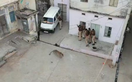 बहरोड़ बस्ती में पहुंचा लैपर्ड स्थानीय लोगों में दहशत