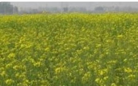 वातावरण में नमी नहीं, सरसों की फसल को नुकसान