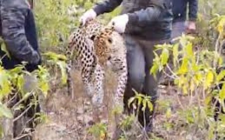 सरिस्का अभ्यारण क्षेत्र ताल वृक्ष रेंज में घायल मादा लेपर्ड मिली उपचार जारी