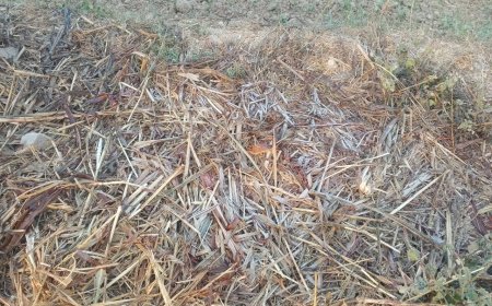 सर्दी के तेवर हुए तेज फसलों को नुकसान की संभावनाएं: पाला पड़ने से सर्दी तेज होने की चेतावनी