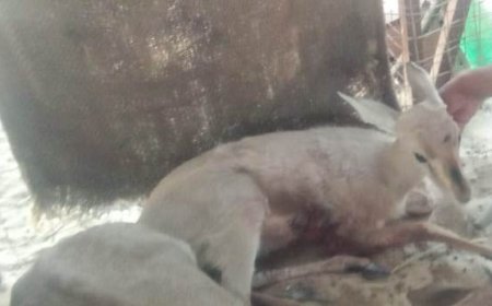 श्वानों के चंगुल से हिरण का रेस्क्यू कर सौंपा मां अमृतादेवी वन्यजीव संरक्षण संस्थान को