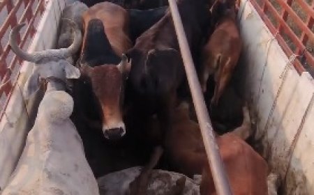 दिल्ली-मुम्बई एक्सप्रेस-वे पर गौवंश से भरा ट्रक पकड़ा, गौतस्कर हुए फरार