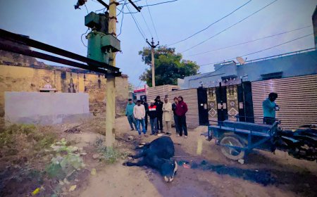 अलावड़ा में करंट लगने से पशु की मौत, ग्रामीणों में दहशत