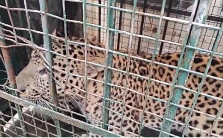 घनी बस्ती में दौड़ लगा रहे लेपर्ड को रेस्क्यू कर किया पिंजरे में कैद