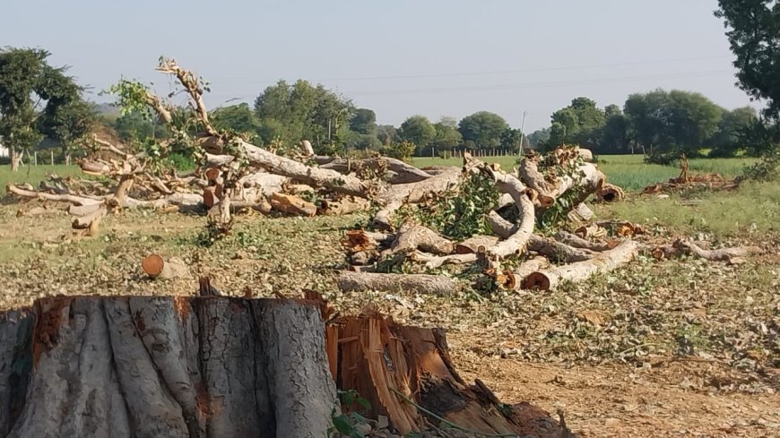 सावड़ी में एक साथ काटे तीन हरे पीपल जांच के बाद दिया कार्यवाही का आश्वासन