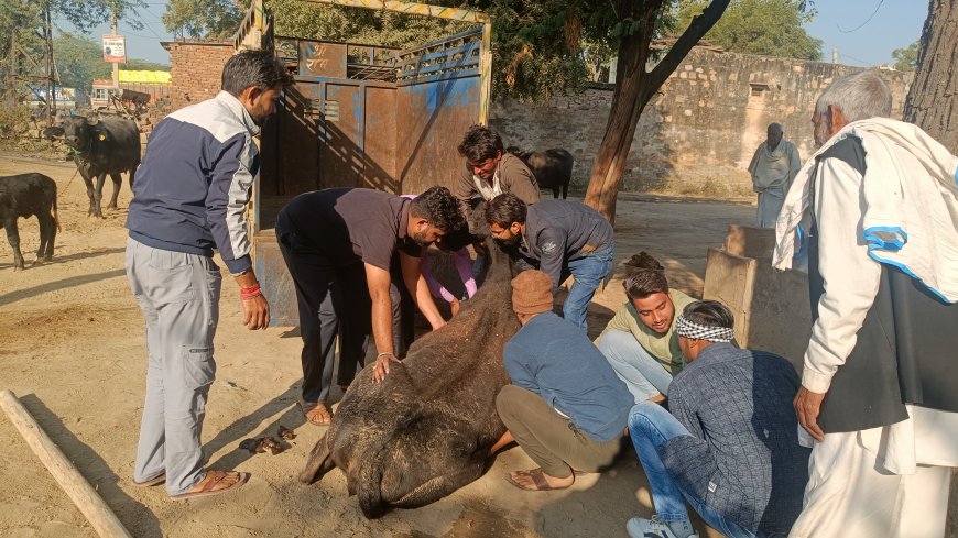 युवाओं को बेसहारा गाय की दुर्दशा देखकर मन हुआ विचलित