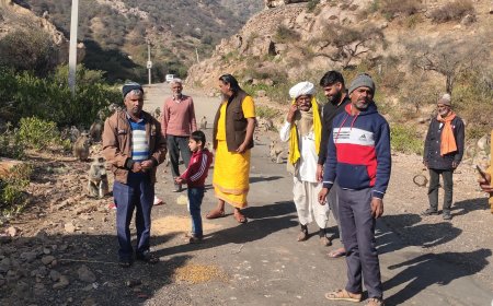 मनसा माता क्षेत्र में बंदरों को खिलाएं गाजर केले, गौशाला में गायों को खिलाया दलिया