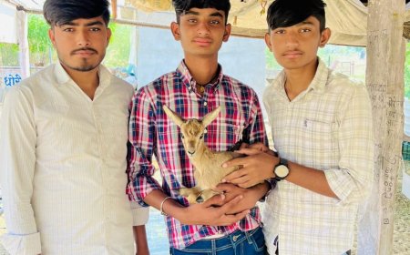 कुत्तों के हमलों से घायल मादा हिरण की मौत, शिशु को पहूंचाया रेस्क्यू सेंटर