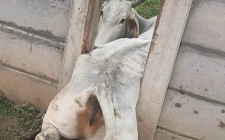 दिल्ली मुंबई नेशनल हाईवे पर खंभो के बीच फंसीं गोवंश को निकाला