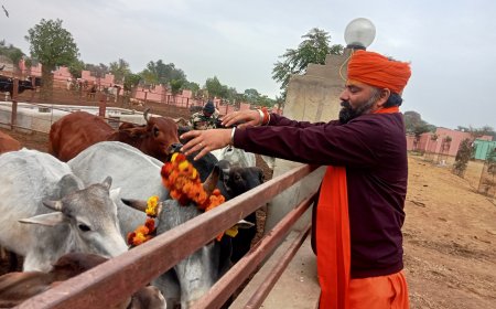 जाखल गोशाला में गायों को माला पहनाई व गुड़ खिलाकर लिया आशीर्वाद