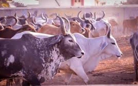 पशु कल्याण पखवाड़े के तहत खैस्थल-तिजारा जिले में होंगे आयोजन, गौशाला में भी लगेंगे शिविर