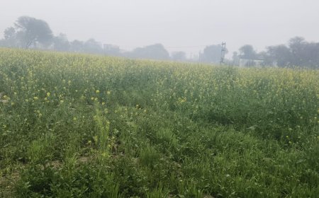 किसानों के चेहरों पर छाई खुशी फसलों के लिए बरसात हुई अमृत