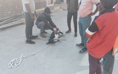 नगर परिषद खैरथल क्षेत्र में 12 आवारा कुत्तों को पकड़ कर बाहर छुड़वाए