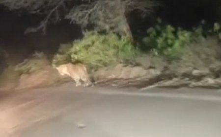 राजगढ़ उपखंड क्षेत्र की माचाड़ी की घाटियों  में दिखा लेपर्ड मूवमेंट