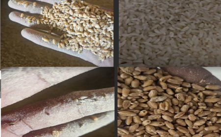 निरीक्षण के दौरान मिड-डे-मील पोषाहर में मिली इल्लिया: अधिकारी कार्रवाई की वजह खानापूर्ति कर लौटे