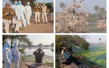 केवलादेव राष्ट्रीय उद्यान में बर्ड फ्लू की दस्तक:उद्यान प्रशासन अलर्ट मोड पर