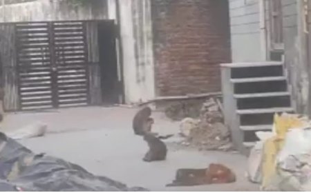 कस्बे में बंदरों का आतंक लोग घरों में कैद, जिम्मेदार मौन