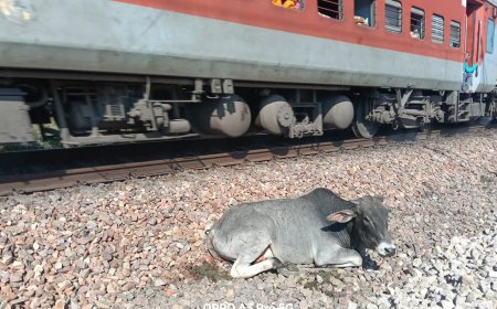 ट्रेन से टकराए नंदी को रेस्क्यू कर पहुंचाया भौरंगी गौशाला