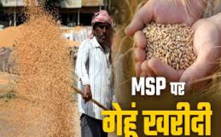 गेहूं की समर्थन मूल्य पर खरीद 10 मार्च से होगी प्रारम्भ: एमएसपी 2425 रुपये पर राज्य सरकार ने घोषित किया 125 रुपये प्रति क्विटल का बोनस