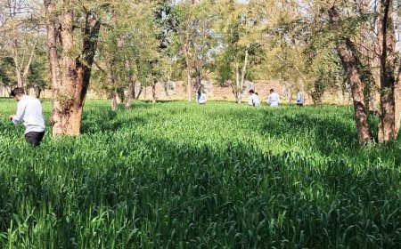 गेंहूॅ की फसल में कंडुआ की रोकथाम के बताये उपाय