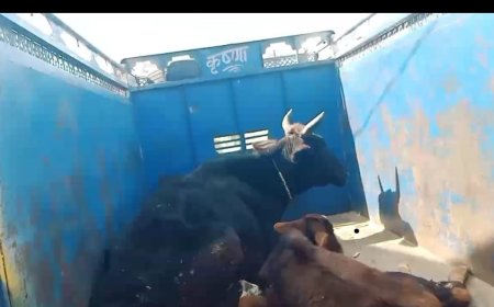 बेसहारा घायल गोवंशों को राजगढ़ गौशाला पहुंचाया