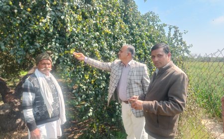 चिकसाना का बेर मुनाफे का सौदा:   चिकसाना का बेर मतलब मिठास की गारंटी