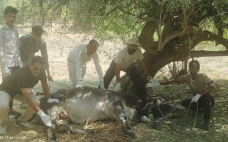 सेफ टीम ने घायल नंदी को दिया नया जीवन