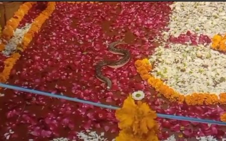 सोमेश्वर महादेव मंदिर में नाग देवता ने लगाई शिवलिंग की परिक्रमा, श्रद्धालुओं का उमड़ा सैलाब