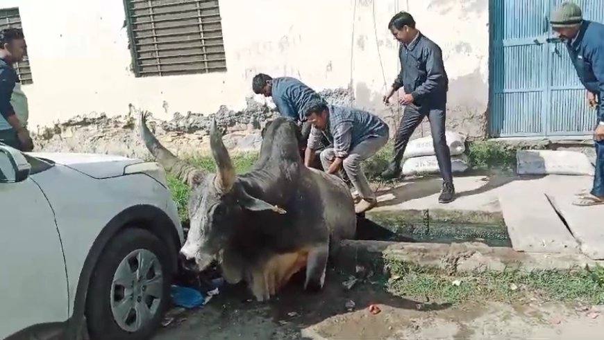 सरकारी स्कूल केपास बने नाले में कभी भी हो सकता है बड़ा हादसा, नाले में गिरे बिंजार को निकाला