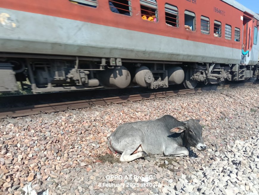 ट्रेन से टकराए नंदी को रेस्क्यू कर पहुंचाया भौरंगी गौशाला