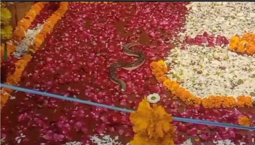 सोमेश्वर महादेव मंदिर में नाग देवता ने लगाई शिवलिंग की परिक्रमा, श्रद्धालुओं का उमड़ा सैलाब