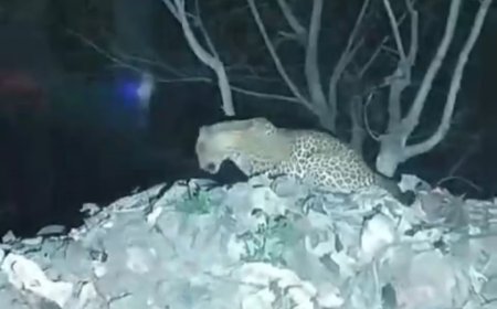 भौरंगी गौशाला के समीप लेपर्ड का मूवमेंट गौवंश को ख़तरे का भय