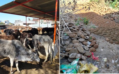 सुमंगल सेवा संस्थान ने होलिका दहन के लिए तैयार करवाए  100000 कंडे,  पर्यावरण संरक्षण के साथ गौ पालको क़ो मिलेगा आर्थिक सम्बल