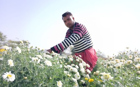 काले सोने की खेती पर चमकते सफेद फूल