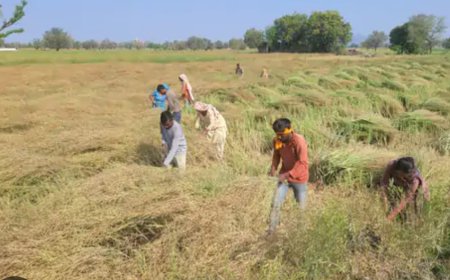 सरसों की कटाई जोरों पर बाजार हुए सूने