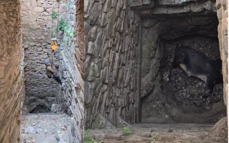 माचाड़ी सड़क मार्ग पर स्थित ऐतिहासिक हट्टी गोपाल जी की बावड़ी में गिरने नंदी की मौत