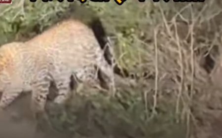 घना में तेंदुआ जरा बच के:  प्रशासन ने पर्यटकों और मॉर्निंग वाकिंग करने वालों के लिए चेतावनी के साथ एडवायजरी जारी