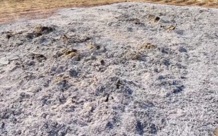 किसान की मेहनत पर फिरा पानी:  अज्ञात ने सरसों की फसल में लगाई आग