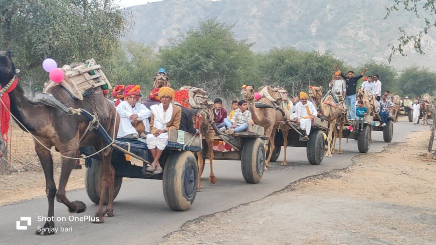 आज भी कायम है पुरानी परंपरा, पहाड़िला में दूल्हे की ऊंटगाड़ियो से निकली बारात