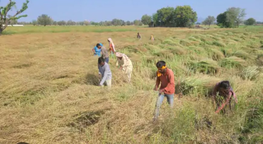 सरसों की कटाई जोरों पर बाजार हुए सूने