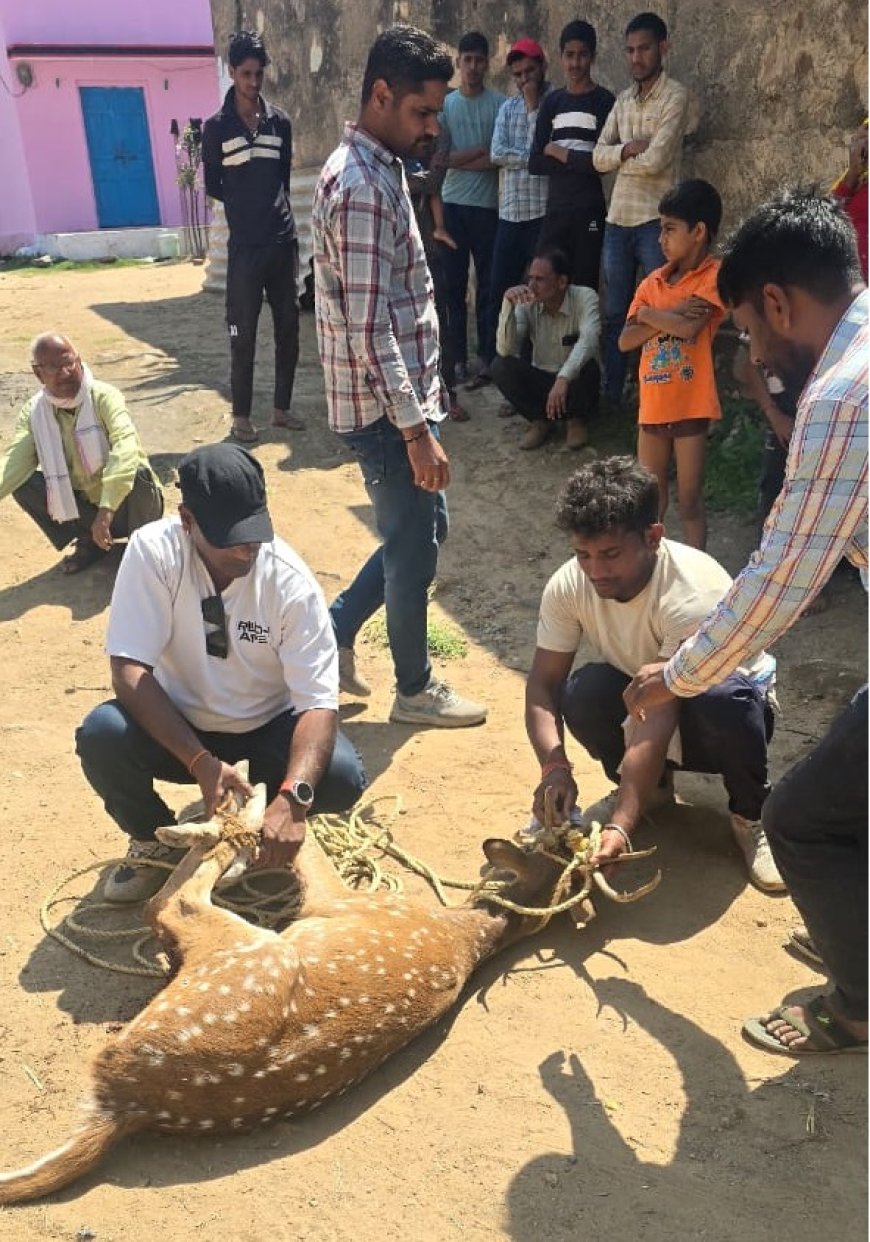 कुत्तों ने हिरण के बच्चे को किया घायल:  नगरपालिका और वन विभाग के अधिकारी कर्मचारी ने उपचार कर लवकुश वाटिका में छोड़ा