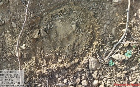 एस टी 25 टाईगर ने किया भैंस को हमला कर जख्मी