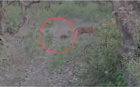 सरिस्का अभयारण्य क्षेत्र में टाइगर का कुनबा बढ़ा बाघिन एसटी 30 बनी मां, 3 शावकों को दिया जन्म