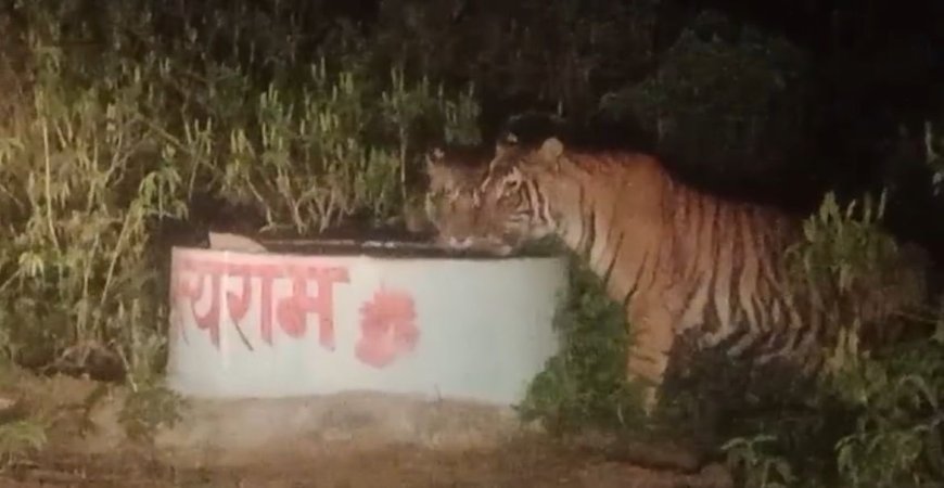बाघिन का मूवमेंट भय व्याप्त