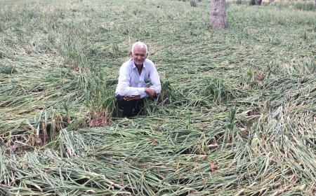 गुढ़ागौड़जी और उदयपुरवाटी क्षेत्र के दर्जनों गांव में ओलावृष्टि से प्याज और सब्जी की फसल चौपट