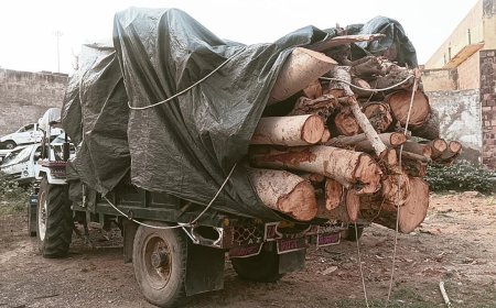 पीपल की अवैध लकडी से भरी ट्रैक्टर-ट्रॉली जप्त, चालक गिरफ्तार