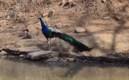 हाल ही में हुई बरसात से सरिस्का अभयारण्य क्षेत्र के वाटर होल्स में आया पानी