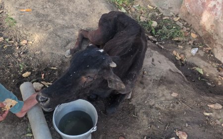 सूचना के बाद पालिका कर्मियों के नहीं पहुंचने पर समाज सेवी ने भूखे प्यासे घायल गौवंश को पहुंचाया गौशाला