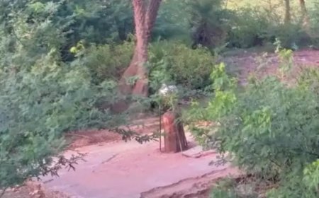 तालवृक्ष रेंजर की तानाशाही खिलाफ ग्रामीण एक जुट, रेलिंग नहीं लगाई तो होगा आंदोलन